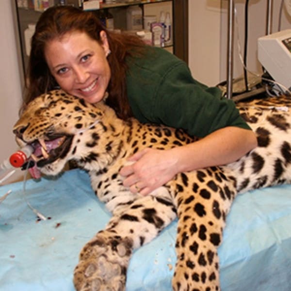 Dr.-Kristian-Krause-Associate-Veterinarian-DVM-DABVP-Feline